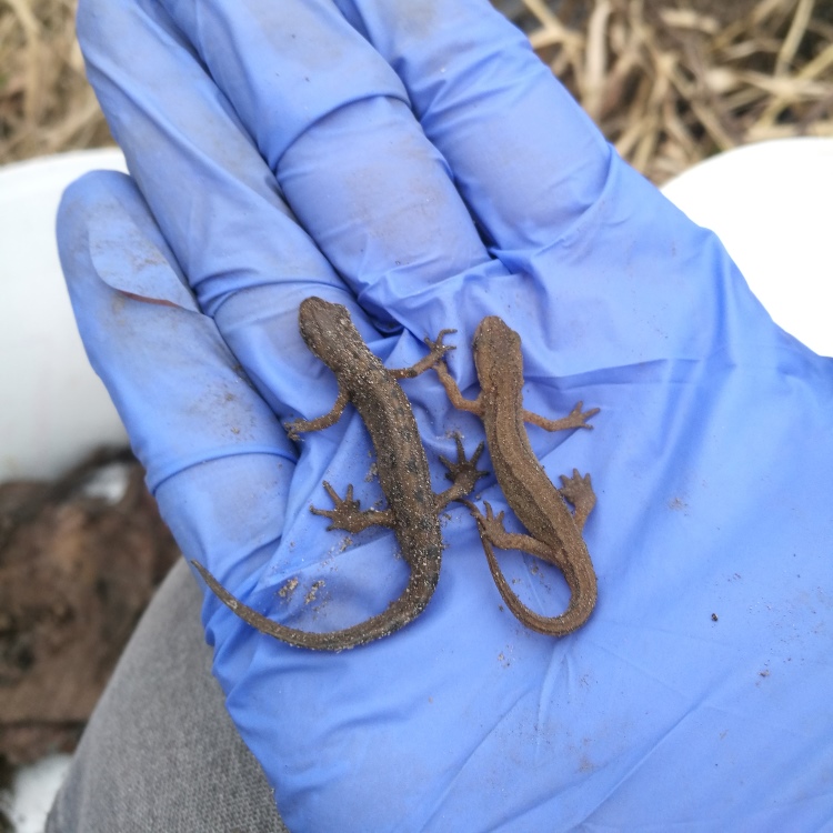 Para traszek zwyczajnych Lissotriton vulgaris. Para traszek zwyczajnych Lissotriton vulgaris.