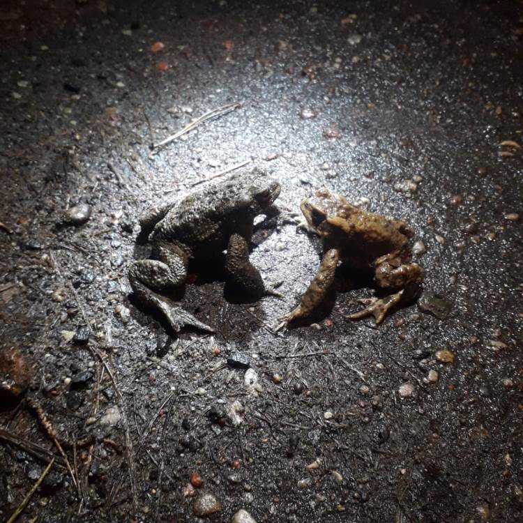 Samce ropuch szarych Bufo bufo podczas migracji. Samce ropuch szarych Bufo bufo podczas migracji.