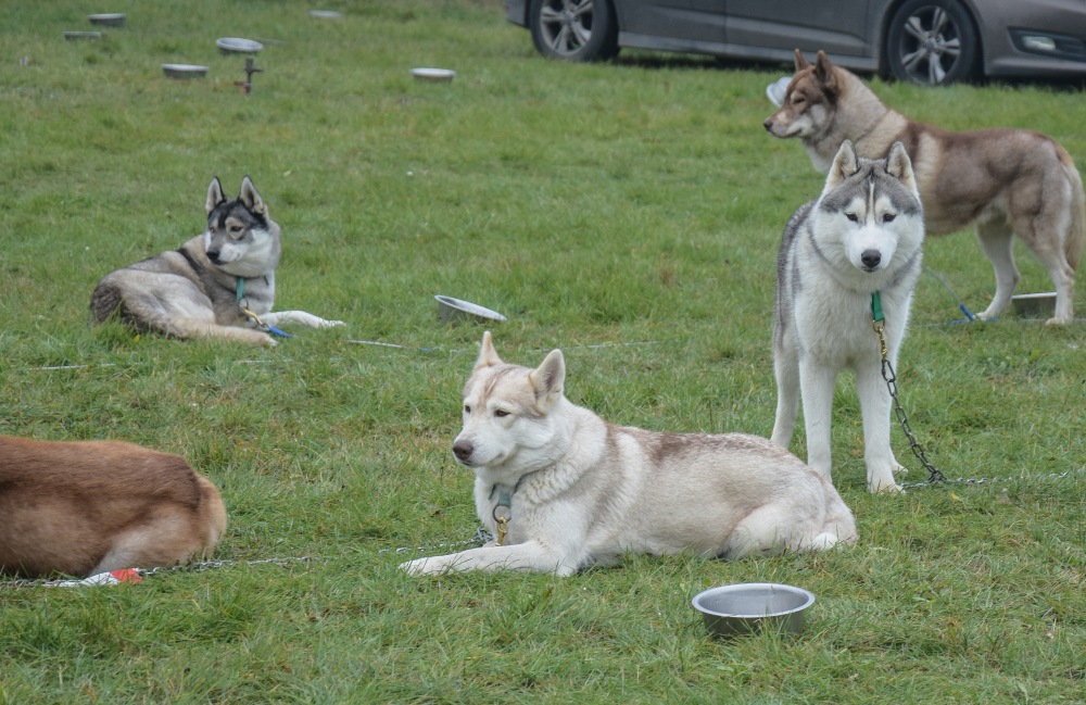 Zdjęcia z Pucharu psich zaprzęgów w Koźlu - Foto: Magda Prętka Zdjęcia z Pucharu psich zaprzęgów w Koźlu - Foto: Magda Prętka