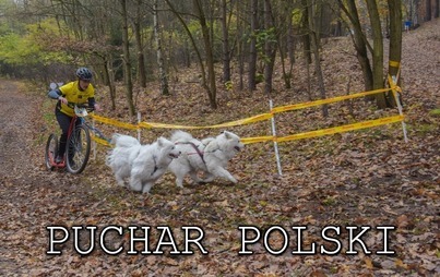 Zdjęcie do PSIE ZAPRZĘGI PONOWNIE W KOŹLU