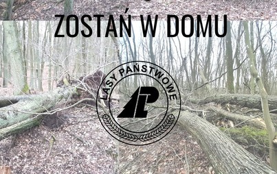 Zdjęcie do APEL LEŚNIK&Oacute;W!